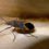 Bugs That Look Like Boxelder Bugs