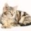Health Problems Fleas Cause In Pets